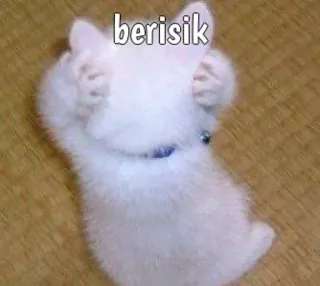 🙀 berisik кот, мем, милый, животное, белый кот, смешной whatsapp sticker