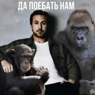 🙊 ДА ПОЕБАТЬ НАМ ryan gosling, gorilla, ape, meme, animals, funny telegram sticker