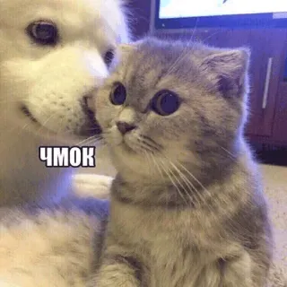 😏 ЧМОК cat, dog, kiss, cute, love, animals, friends, affection whatsapp sticker