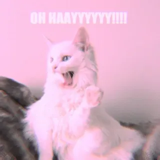 🐾 OH HAAYYYYYY!!!! Katze, lustig, Meme, Tier, Gruß, weiße Katze, süß whatsapp sticker