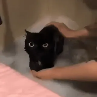 😑 cat, bath, animal, domestic animal, black cat, pet whatsapp sticker