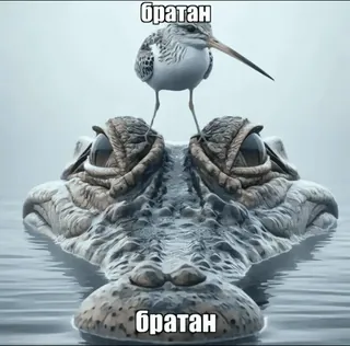 🦷 Братан oiseau, crocodile, animal, ami, mème telegram sticker