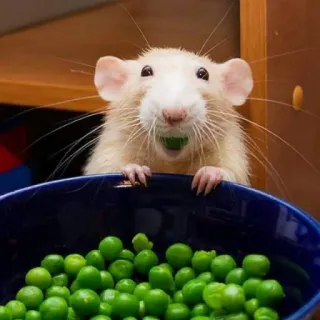 🐭 chuột, đậu Hà Lan, động vật, thức ăn, gặm nhấm, dễ thương telegram sticker