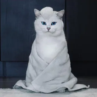 😇 gato, animal, branco, toalha, olhos azuis, fofo, animal de estimação, doméstico telegram sticker