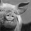 🐷