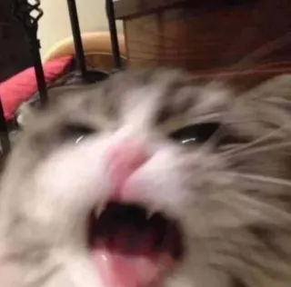 😡 cat, angry, hissing, animal, feline telegram sticker