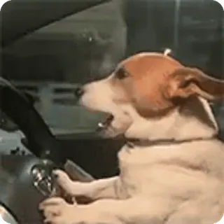 ๐ anjing, menyetir, mobil, binatang, hewan peliharaan, humor telegram sticker