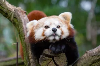 🧡 red panda, animal, cute, wildlife, nature, tree, mammal telegram sticker