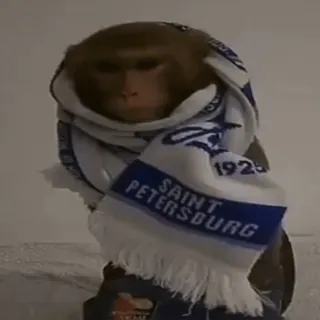 🤨 Saint Petersburg monkey, animal, scarf, saint petersburg, winter, cute telegram sticker