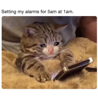 😭 Setting my alarms for 5am at 1am. kucing, alarm, meme, lucu, hewan peliharaan, perangkat digital telegram sticker