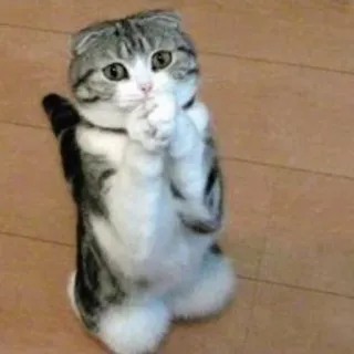 😌 gato, lindo, animal, rogando, adorable telegram sticker