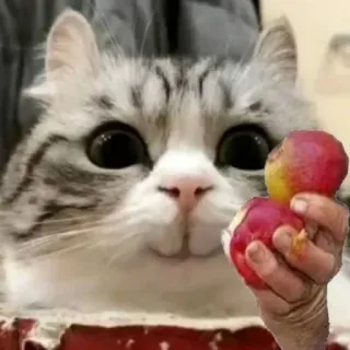 🍎 cat, peach, fruit, cute, animal whatsapp sticker