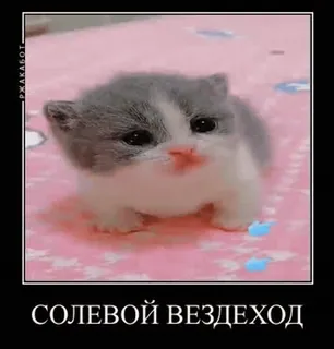 🌟 СОЛЕВОЙ ВЕЗДЕХОД cat, kitten, animal, meme, russian, pet telegram sticker