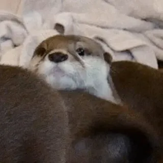☹️ loutre, animal, mignon, mammifère, faune, loutre de mer telegram sticker
