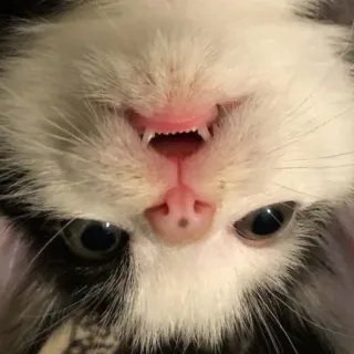 🥺 猫, 动物, 宠物, 家畜, 猫科动物, 哺乳动物, 特写 telegram sticker