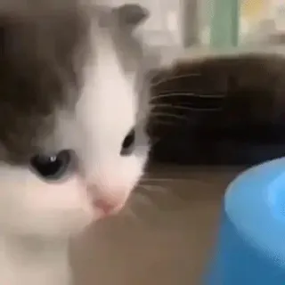 🌿 mèo, mèo con, thú cưng, động vật, dễ thương telegram sticker