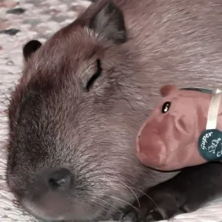 🪵 capivara, roedor, animal, dormindo, fofo, pelúcia, brinquedo telegram sticker