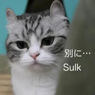 😒 別に…
Sulk cat, sulk, animal, cute, pet whatsapp sticker