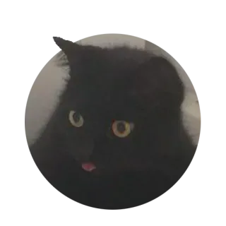 🧐 gato, gato negro, mascota, animal, pegatina telegram sticker