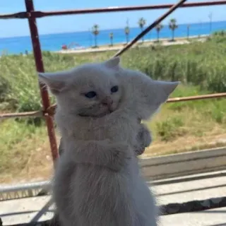 💘 kätzchen, katze, weiß, haustier, tier, süß telegram sticker