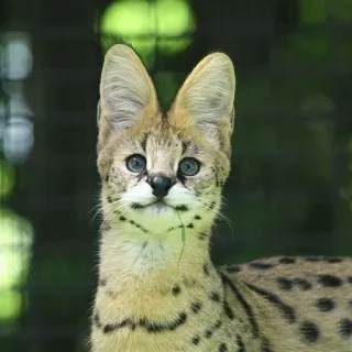 😐 Serval, Katze, Tier, Wildtier, Afrikanische Katze, Felidae, Säugetier whatsapp sticker