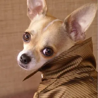 🥺 cane, chihuahua, ritratto, animale, carino, animale domestico telegram sticker