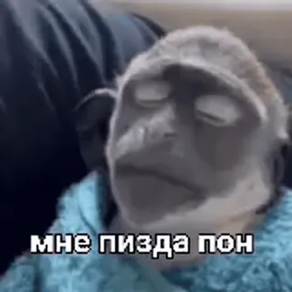 🐒 мне пизда пон 猿, 類人猿, 動物, ロシア, 攻撃的 whatsapp sticker