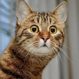 😳 gatto, animale, animale domestico, mammifero, felino, gatto domestico, gatto tigrato telegram sticker