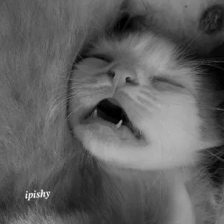 🕸 ipishy 猫, 小猫, 睡觉, 打哈欠, 动物, 宠物, 可爱 telegram sticker