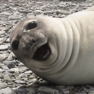 😂 zeehond, dier, wildlife, grappig, schattig, zoogdier, zee telegram sticker
