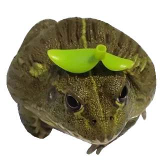 ❤️ rã, animal, verde, meme whatsapp sticker