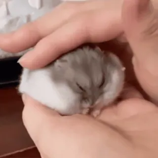 🥟 ハムスター, 可愛い, 動物, ペット, 小さい, 手, げっ歯類 telegram sticker