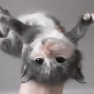 ♟ кот, котенок, милый, животное, питомец, смешной telegram sticker