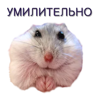 😻 УМИЛИТЕЛЬНО хомяк, милый, животное, грызун telegram sticker