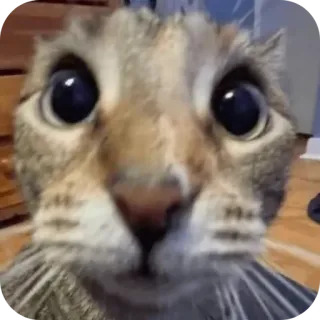 🐱 gatto, grandangolo, divertente, meme, animale, animale domestico telegram sticker