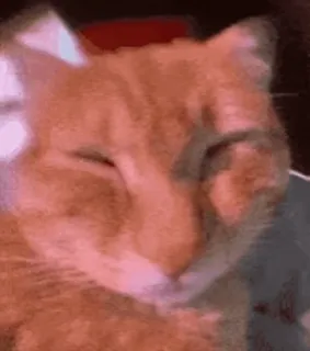 🌟 cat, pet, animal, orange tabby whatsapp sticker