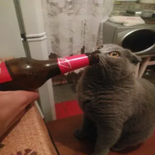 🐱 gato, cerveza, alcohol, mascota, botella, beber telegram sticker