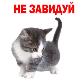 🙈 НЕ ЗАВИДУЙ gato, gatinho, animal de estimação, animal, fofo, engraçado, inveja, não invejar whatsapp sticker
