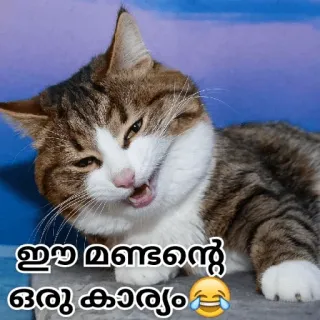 😂 ഇ ഇ മണ്ടന്റെ ഒരു കാര്യം kat, meme, dier, grappig, lachen telegram sticker
