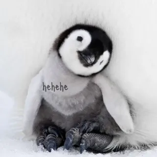 Athéna's Pinguin whatsapp stickers