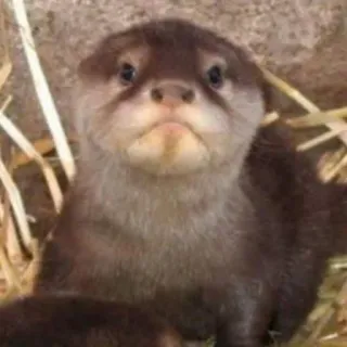 🐾 loutre, animal, mignon, faune, mammifère, nature whatsapp sticker