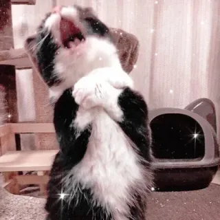 🐱 Katze, Kätzchen, süß, Haustier, gähnen, Tier telegram sticker
