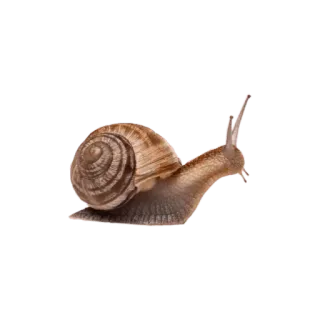 🐌 หอยทาก, ธรรมชาติ, สัตว์, สัตว์ท้องตีน, สัตว์ป่า telegram sticker