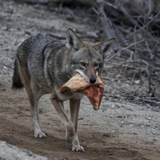 🍕 coyote, pizza, animale, fauna selvatica, natura, cibo telegram sticker