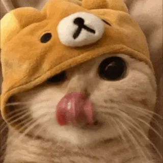 😝 cat, animal, cute, kitten, bear hat telegram sticker