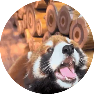 🐼 Panda ruda, Zwierzę, Ssaki, Słodki, Dzikie zwierzęta telegram sticker
