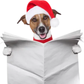 📰 Hund, Weihnachten, Weihnachtsmütze, Zeitung, Tier telegram sticker