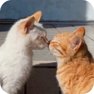 ❤ gatos, beijando, animais, gato laranja, gato branco, afeição, amor, fofo telegram sticker