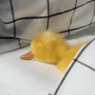 🐾 pato, animal, dormindo, fofo, pássaro, amarelo, animal de estimação telegram sticker