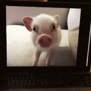 🐷 porco, animal, fofo, animal de estimação, leitão, animal de fazenda whatsapp sticker